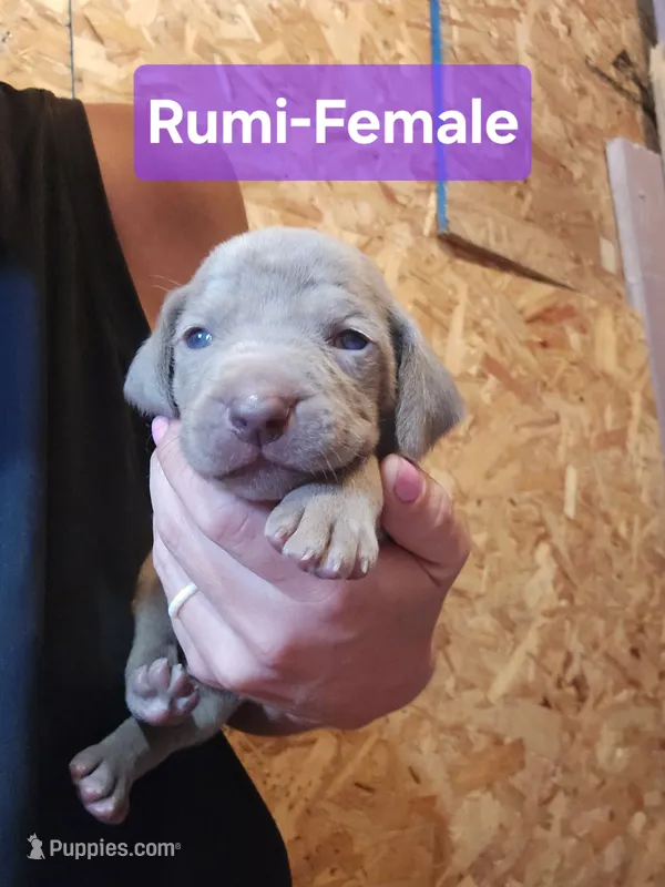 Rumi – Weimaraner puppy for sale in Iona, ID