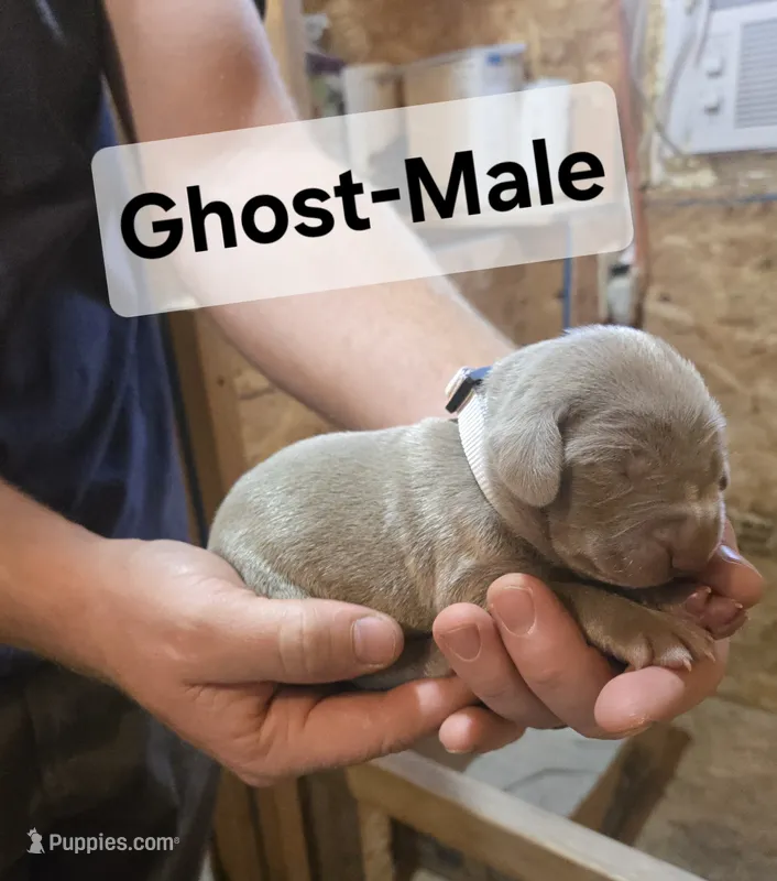 Ghost – Weimaraner puppy for sale in Iona, ID