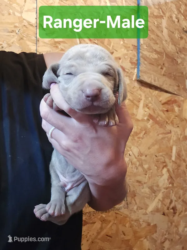 Ranger – Weimaraner puppy for sale in Iona, ID