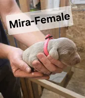 Mira, a female Weimaraner for sale in Iona, ID – 1 of 4