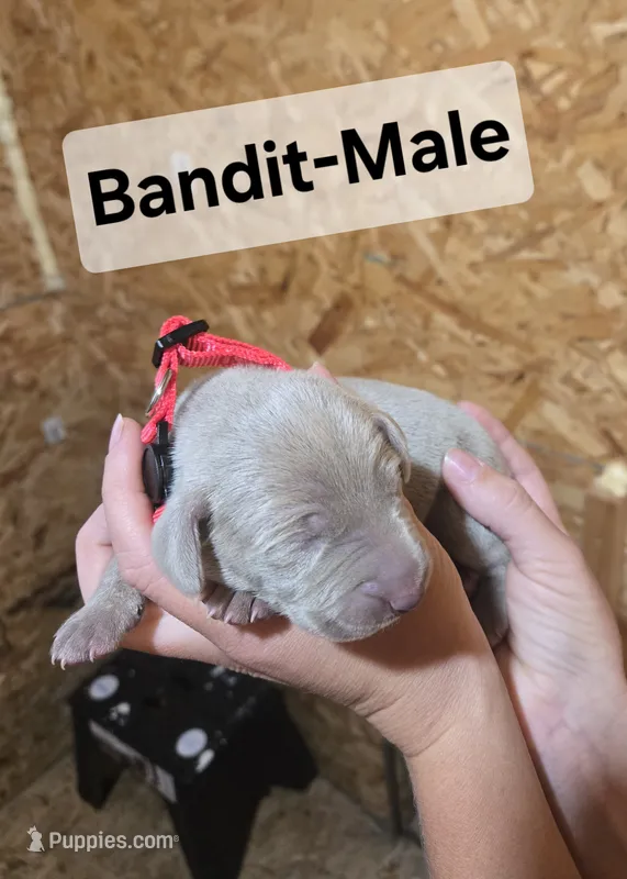 Bandit – Weimaraner puppy for sale in Iona, ID