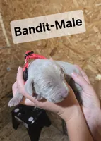 Bandit, a male Weimaraner for sale in Iona, ID – 1 of 4