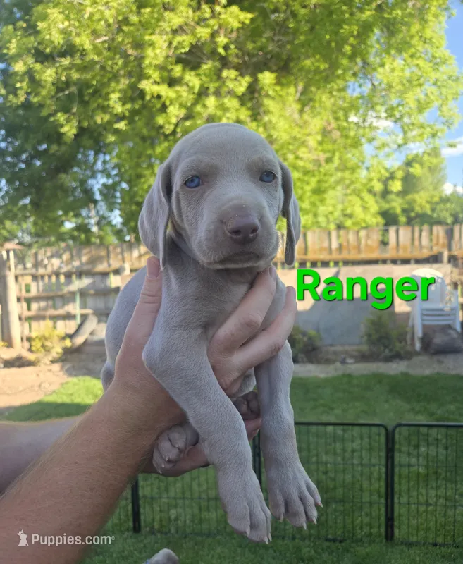 Ranger – Weimaraner puppy for sale in Iona, ID