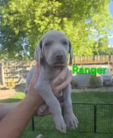 Ranger, a male Weimaraner for sale in Iona, ID – 1 of 4