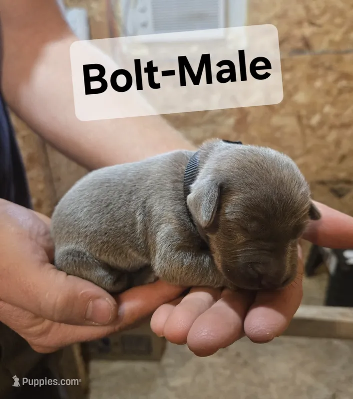 Bolt – Weimaraner puppy for sale in Iona, ID