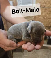 Bolt, a male Weimaraner for sale in Iona, ID – 1 of 4