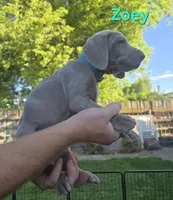 Zoey, a female Weimaraner for sale in Iona, ID – 2 of 4