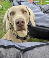 Ranger, a male Weimaraner for sale in Iona, ID – 4 of 4