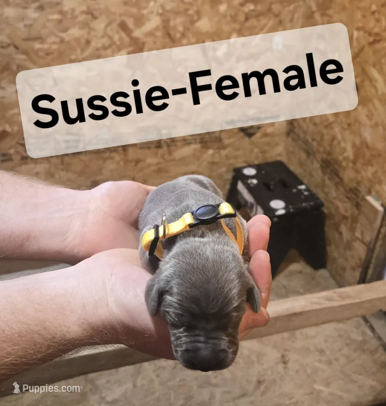 Sussie – Weimaraner puppy for sale in Iona, ID