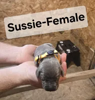 Sussie, a female Weimaraner for sale in Iona, ID – 1 of 4