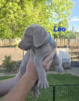 Leo, a male Weimaraner for sale in Iona, ID – 2 of 5