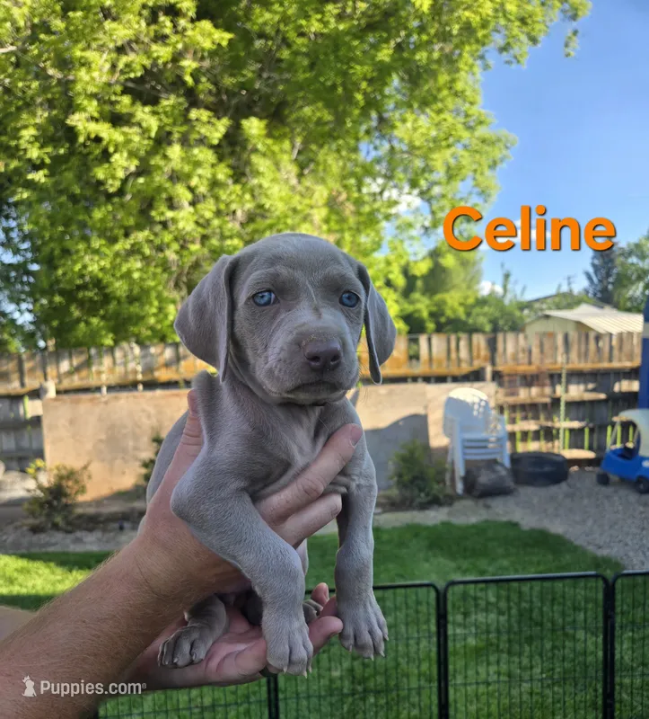 Celine – Weimaraner puppy for sale in Iona, ID