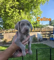 Celine, a female Weimaraner for sale in Iona, ID – 1 of 4