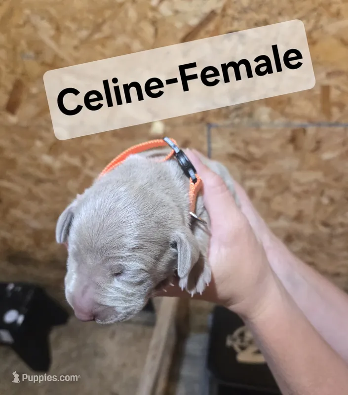 Celine – Weimaraner puppy for sale in Iona, ID