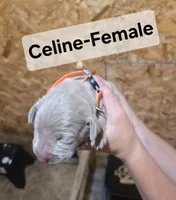 Celine, a female Weimaraner for sale in Iona, ID – 1 of 4