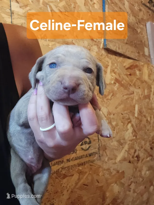 Celine – Weimaraner puppy for sale in Iona, ID