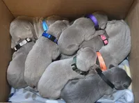 Leo, a male Weimaraner for sale in Iona, ID – 2 of 4