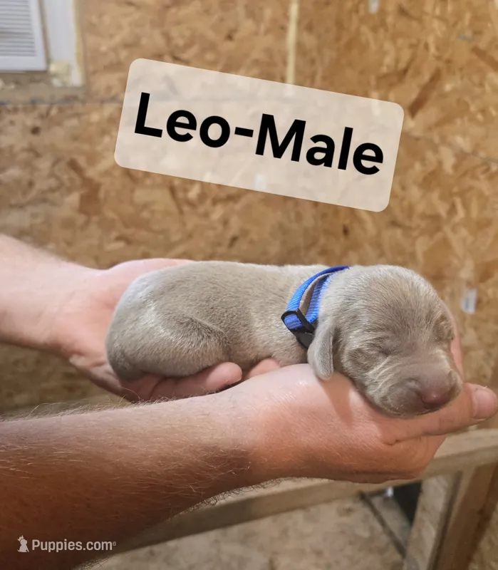 Leo – Weimaraner puppy for sale in Iona, ID