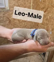 Leo, a male Weimaraner for sale in Iona, ID – 1 of 4
