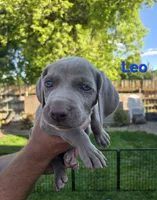 Leo, a male Weimaraner for sale in Iona, ID – 3 of 5