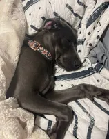 Bolt, a male Weimaraner for sale in Iona, ID – 3 of 4