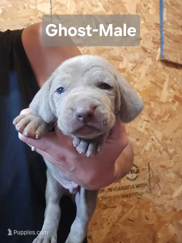 Ghost – Weimaraner puppy for sale in Iona, ID