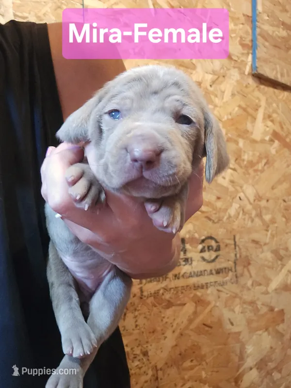 Mira – Weimaraner puppy for sale in Iona, ID