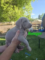 Ranger, a male Weimaraner for sale in Iona, ID – 2 of 4