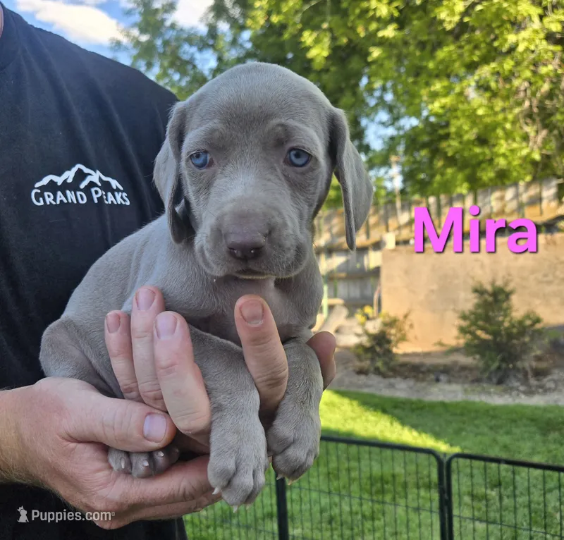 Mira – Weimaraner puppy for sale in Iona, ID