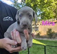 Mira, a female Weimaraner for sale in Iona, ID – 1 of 4