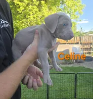 Celine, a female Weimaraner for sale in Iona, ID – 2 of 4