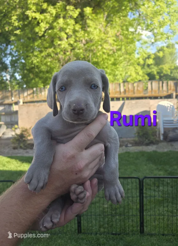 Rumi – Weimaraner puppy for sale in Iona, ID