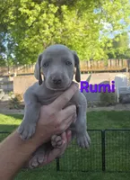 Rumi, a female Weimaraner for sale in Iona, ID – 1 of 4
