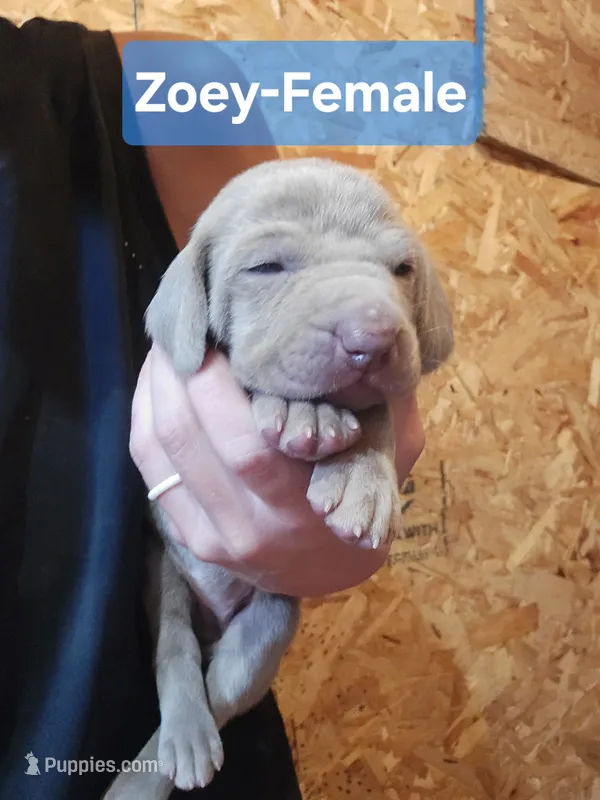 Zoey – Weimaraner puppy for sale in Iona, ID
