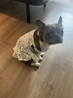 Princess Tiana , a female French Bulldog for sale in Charlotte, NC – 4 of 6