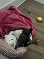 Princess Tiana , a female French Bulldog for sale in Charlotte, NC – 5 of 6