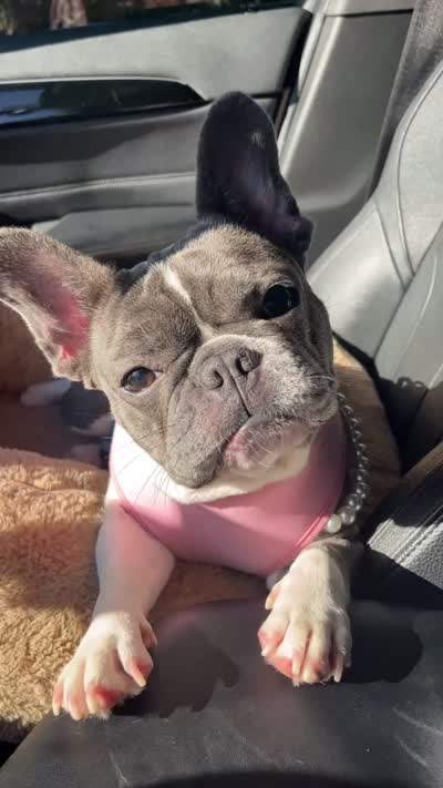 Princess Tiana , a female French Bulldog for sale in Charlotte, NC – 2 of 6
