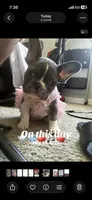 Princess Tiana , a female French Bulldog for sale in Charlotte, NC – 6 of 6