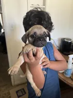 Not yet named, a male French Bulldog and Pug for sale in Bakersfield, CA – 3 of 6