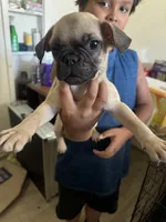 Not yet named, a male French Bulldog and Pug for sale in Bakersfield, CA – 1 of 6