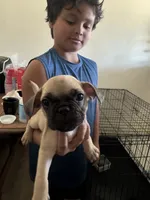 Not yet named, a male French Bulldog and Pug for sale in Bakersfield, CA – 2 of 6