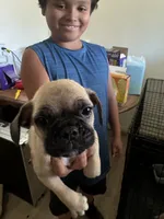 Not yet named, a male French Bulldog and Pug for sale in Bakersfield, CA – 4 of 6