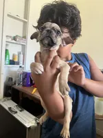 Not yet named, a male French Bulldog and Pug for sale in Bakersfield, CA – 6 of 6