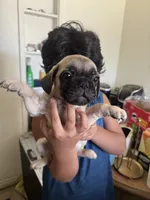 Not yet named, a male French Bulldog and Pug for sale in Bakersfield, CA – 5 of 6