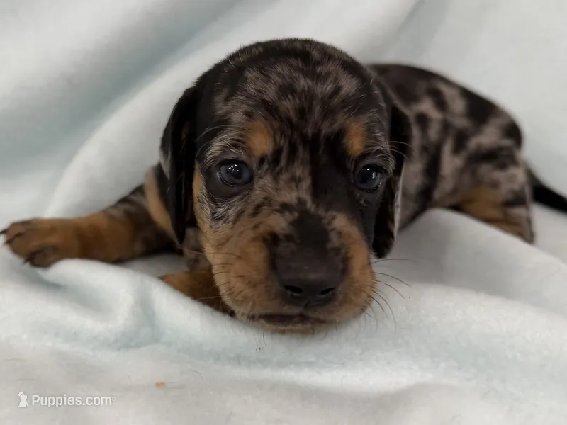 Cade – Dachshund puppy for sale in Ireton, IA