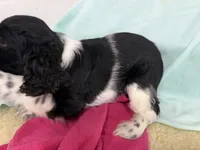 Margo, a female Cocker Spaniel for sale in Ireton, IA – 5 of 5
