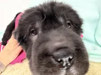 Khloe, a female Miniature Shar-Pei for sale in Ireton, IA – 4 of 4