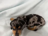 Connor, a male Dachshund for sale in Ireton, IA – 5 of 5