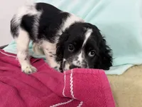 Minnie, a female Cocker Spaniel for sale in Ireton, IA – 2 of 4