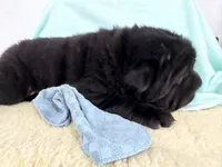 Kurtis, a male Miniature Shar-Pei for sale in Ireton, IA – 4 of 4